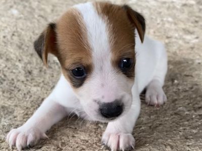 Disponibili cuccioli di Jack Russel Terrier zampa corta